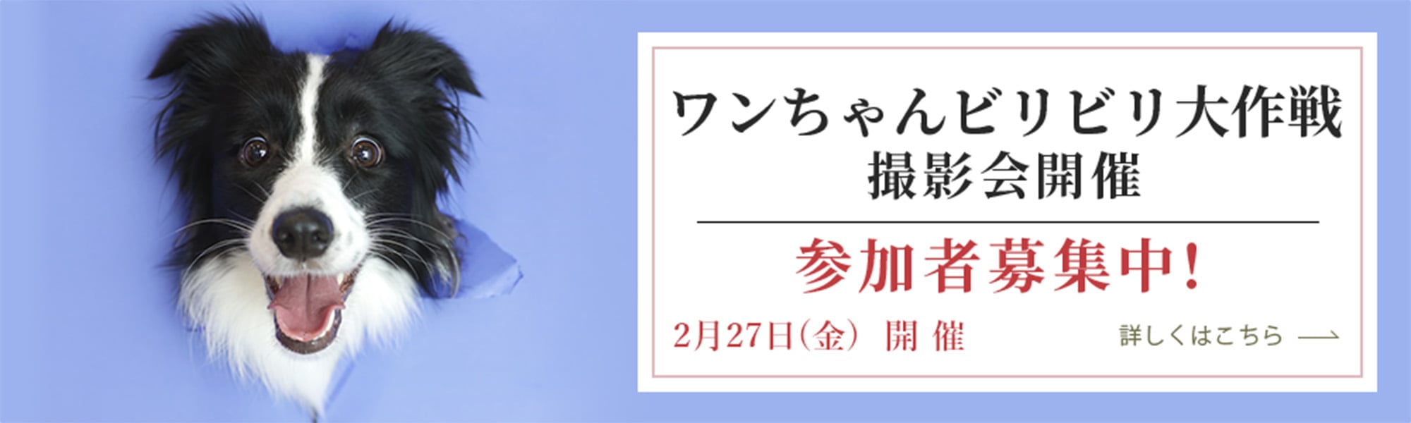 ワンちゃんビリビリ大作戦撮影会開催 参加者募集中! こちらをクリックするとPDFファイルが開きます。