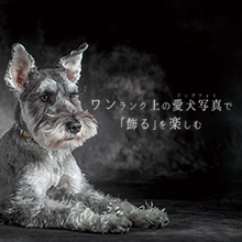 YAKUSHI STUDIO for DOG